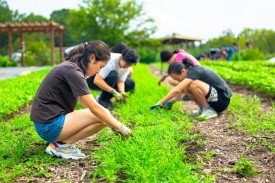 students kneeling to weed a bed on the farm